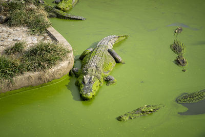 High angle view of turtle in lake