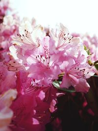 Close-up of pink cherry blossom