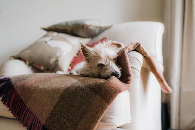 Portrait of a dog sleeping on bed at home
