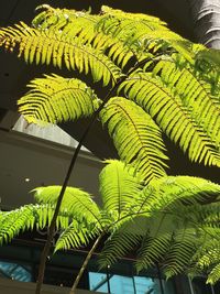 Low angle view of fern leaves
