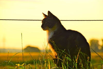 Cat looking away on field during sunset