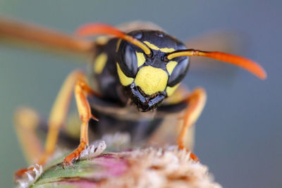 Close-up of wasp pollinating