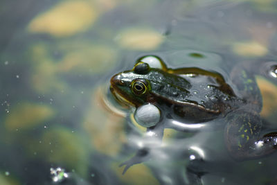 Close-up of frog in lake