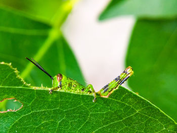 Close-up of insect on leaf