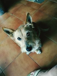 High angle portrait of dog