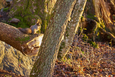 Squirrel sitting on tree trunk