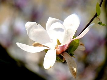 Close-up of white flowering plant