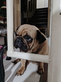 Portrait of dog at home