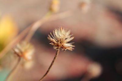 Close-up of wilted dandelion flower