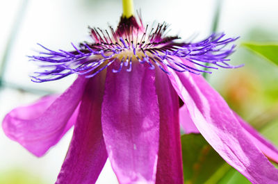 Close-up of pink flowers