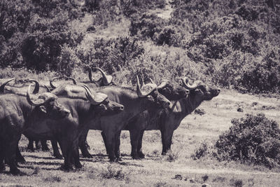 View of horses on field