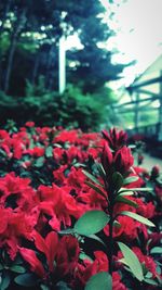 Close-up of red flowers blooming outdoors