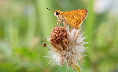 Close-up of butterfly pollinating on flower