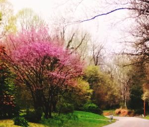 View of cherry blossom trees in park