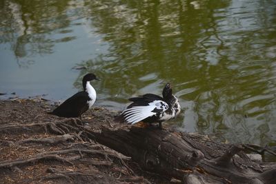 High angle view of ducks swimming in lake