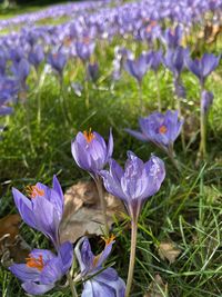 Close-up of purple crocus flowers on field