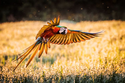 Close-up of bird flying over field