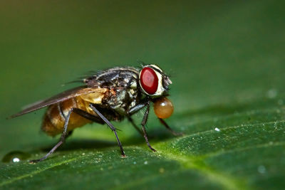 Close-up of fly