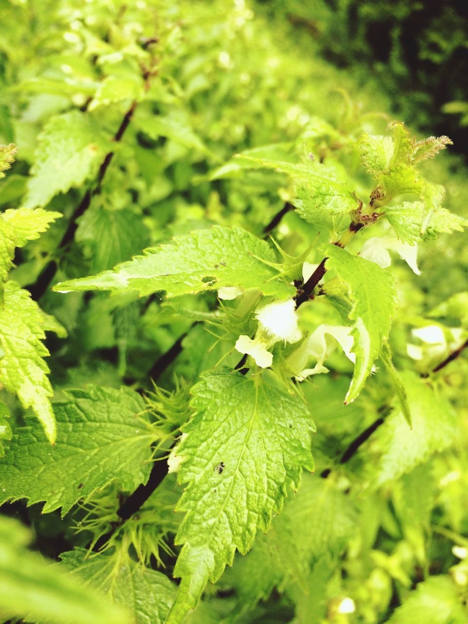 growth, plant, green color, plant part, leaf, beauty in nature, close-up, no people, nature, day, selective focus, freshness, vulnerability, fragility, flower, outdoors, focus on foreground, flowering plant, green, tranquility, leaves