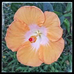 Close-up of flower