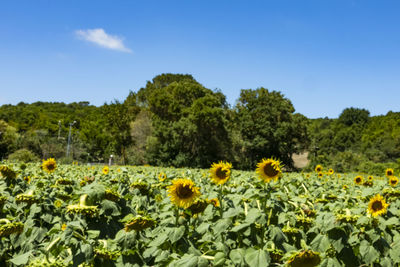 Scenic view of sunflower field against sky