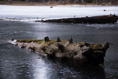 Birds in lake