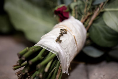 Close-up of fresh white flowers