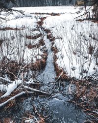 Snow covered land and trees during winter