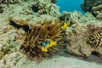 Clownfish in the red sea colorful and beautiful, eilat israel
