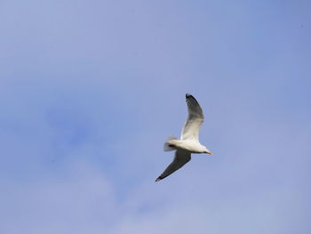 Low angle view of seagull flying in sky