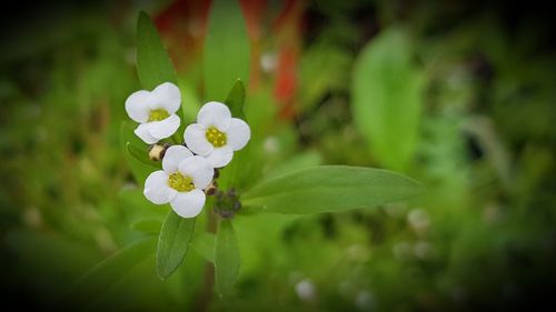 Close-up of white flowers blooming outdoors