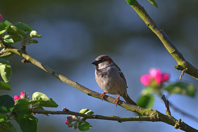 Low angle view of bird perching on branch