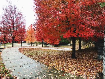 Autumn leaves on footpath in park