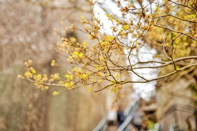 Close-up of branches against blurred background