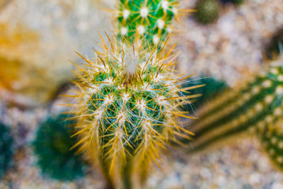Close-up of cactus flower