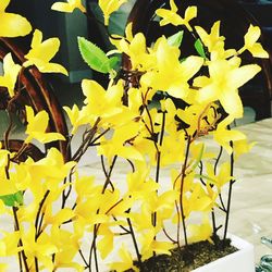 Close-up of bee on yellow flowers