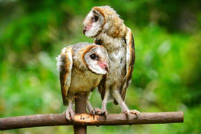 Close-up of birds perching on wood