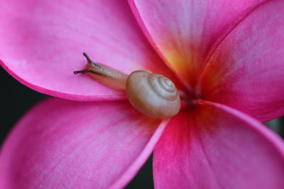Close-up of snail on pink flower