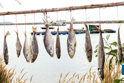 Close-up of fishes hanging on stick against sea