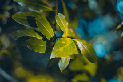 Close-up of fresh green plant