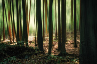 View of trees in forest