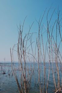 Scenic view of sea against clear blue sky