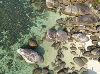 High angle view of shell on rock