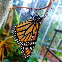 Close-up of butterfly on flower