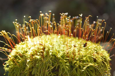 plant