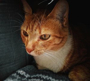 Close-up portrait of cat sitting