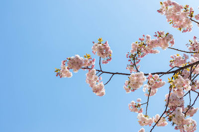 Low angle view of cherry blossoms against clear blue sky