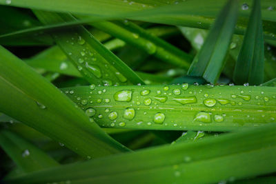 Close-up of wet leaf