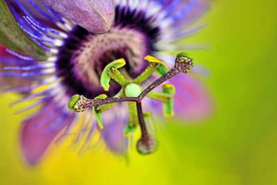 Close-up of honey bee on purple flowering plant