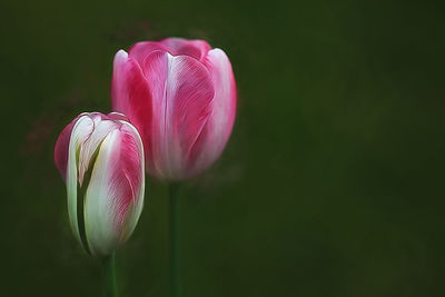 Close-up of pink tulip lily